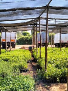 Seedlings belonging to Daniel Mwero Kimuyu's led Baraka and Furaha farms ready for distribution across the country